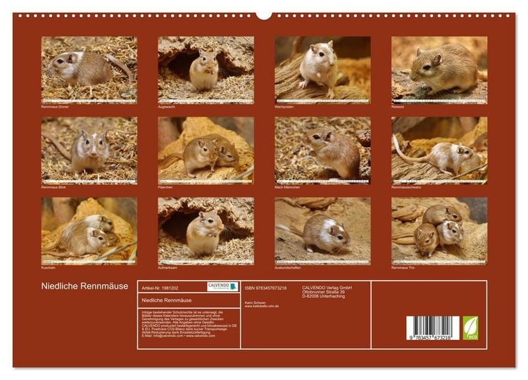 Produktbild: Niedliche Rennm&auml;use (hochwertiger Premium Wandkalender 2026 DIN A2 quer), Kunstdruck in Hochglanz