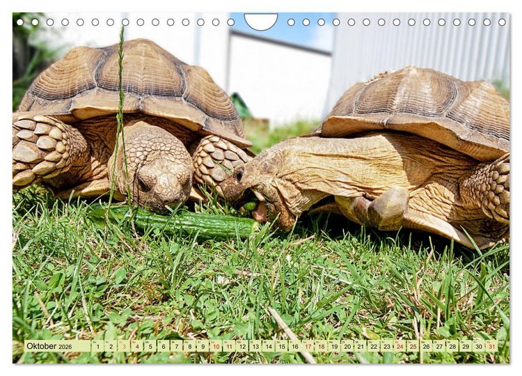 Produktbild: Herkules and Friends (Wandkalender 2026 DIN A4 quer), CALVENDO Monatskalender