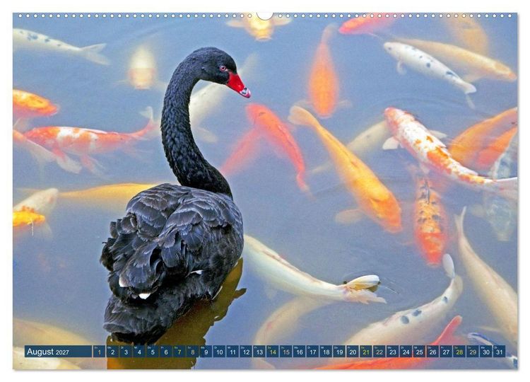 Produktbild: Koi: Juwelen im Teich (hochwertiger Premium Wandkalender 2027 DIN A2 quer), Kunstdruck in Hochglanz