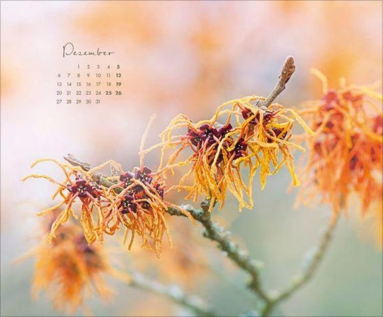 Produktbild: Floral Art 2027