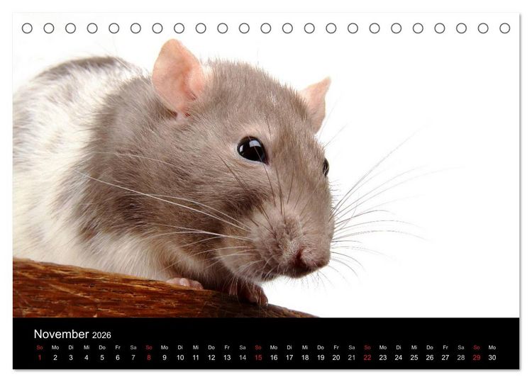 Produktbild: S&uuml;&szlig;e M&auml;use und Coole Ratten (Tischkalender 2026 DIN A5 quer), CALVENDO Monatskalender