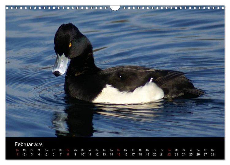 Produktbild: Das Leben der Enten (Wandkalender 2026 DIN A3 quer), CALVENDO Monatskalender