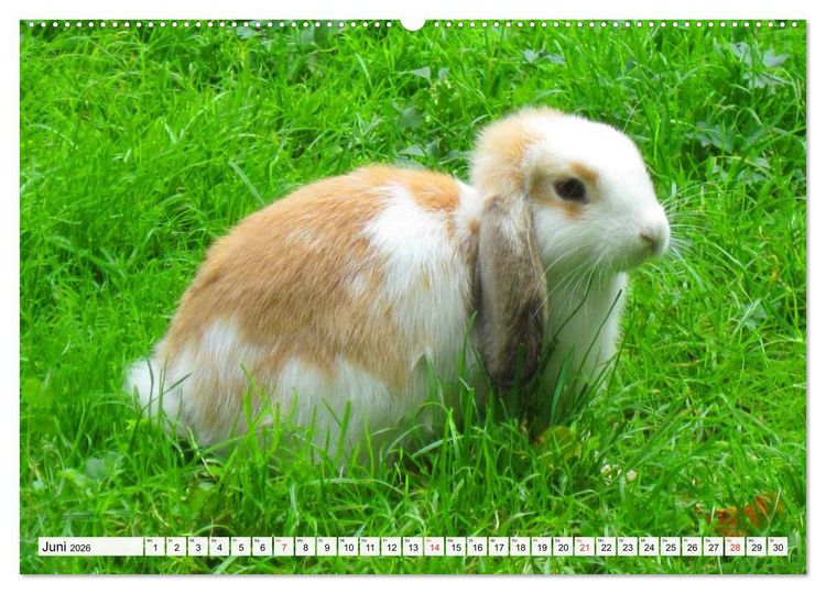 Produktbild: Kaninchen und Hasen (hochwertiger Premium Wandkalender 2026 DIN A2 quer), Kunstdruck in Hochglanz