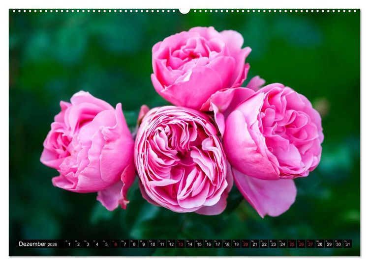 Produktbild: Rosen nat&uuml;rlich sch&ouml;n (hochwertiger Premium Wandkalender 2026 DIN A2 quer), Kunstdruck in Hochglanz