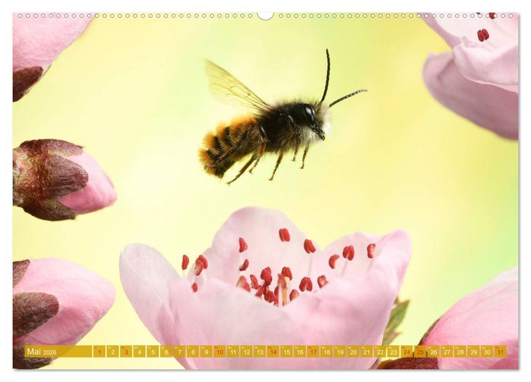 Produktbild: Sechs Beine in der Luft - Wildbienen im Flug (hochwertiger Premium Wandkalender 2026 DIN A2 quer), Kunstdruck in Hochglanz