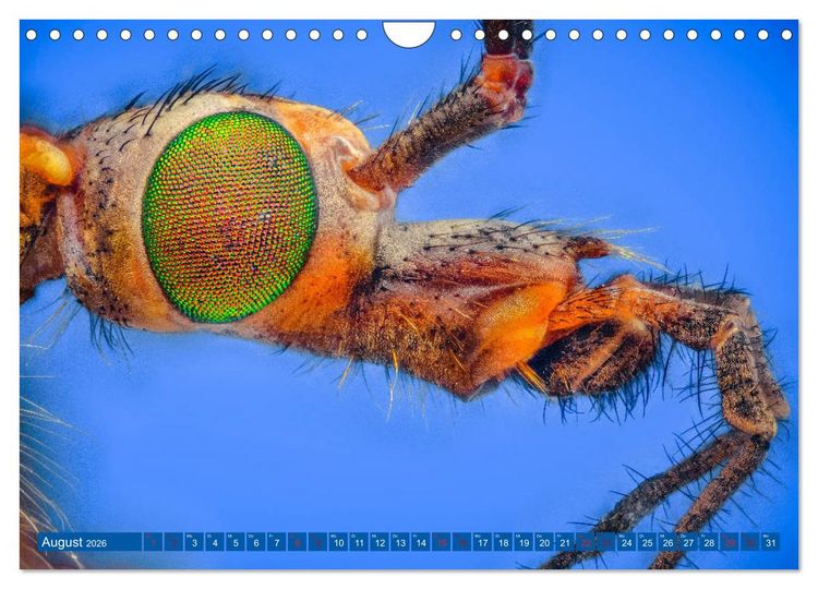 Produktbild: Extreme Makroaufnahmen - Insekten so nah wie nie (Wandkalender 2026 DIN A4 quer), CALVENDO Monatskalender