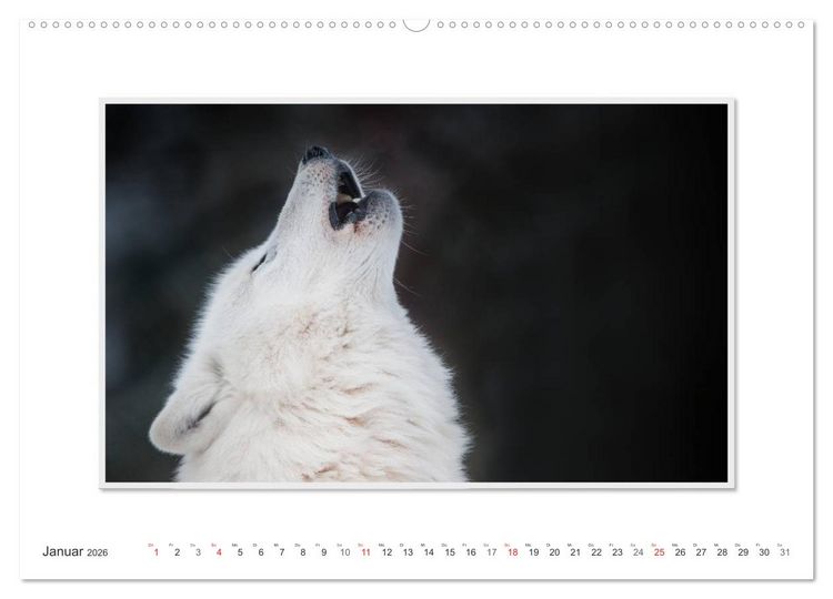 Produktbild: Emotionale Momente: Polarw&ouml;lfe. / CH-Version (hochwertiger Premium Wandkalender 2026 DIN A2 quer), Kunstdruck in Hochglanz