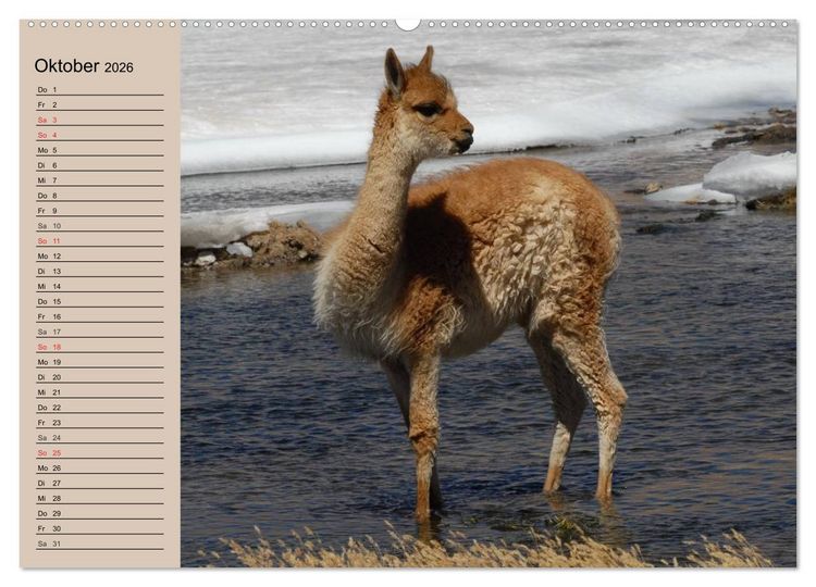 Produktbild: Alpakas und Lamas (Wandkalender 2026 DIN A2 quer), CALVENDO Monatskalender