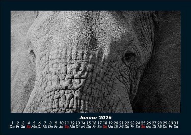 Produktbild: Elefanten - Die sanften Riesen Afrikas 2026 Fotokalender DIN A5