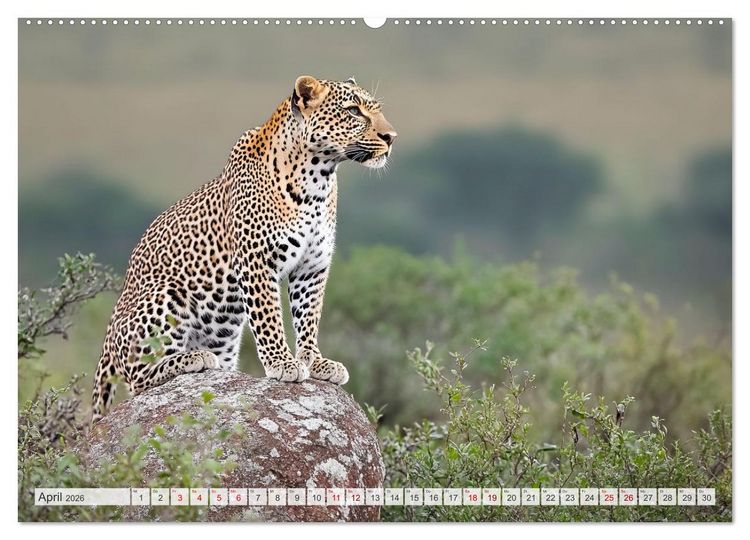 Produktbild: TIERWELT AFRIKA Faszination Wildnis (hochwertiger Premium Wandkalender 2026 DIN A2 quer), Kunstdruck in Hochglanz