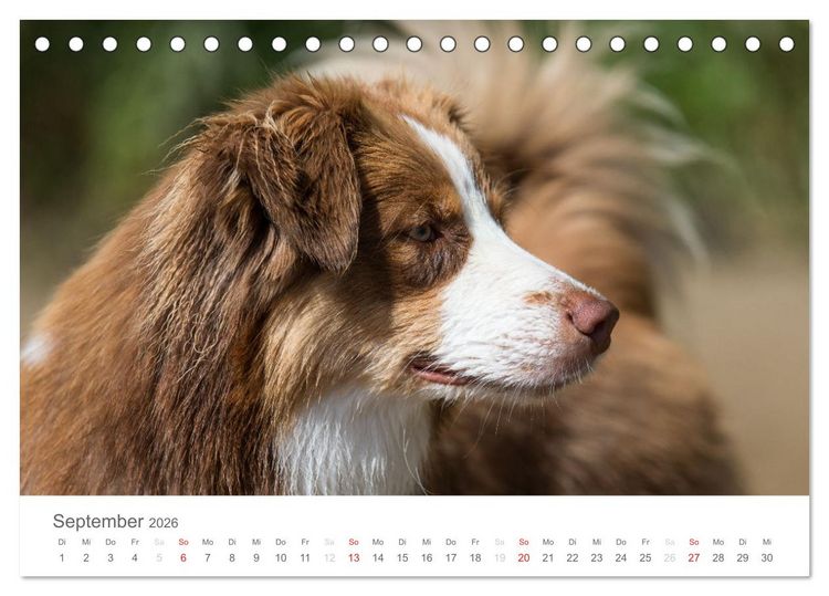 Produktbild: Australian Shepherd 2026 (Tischkalender 2026 DIN A5 quer), CALVENDO Monatskalender