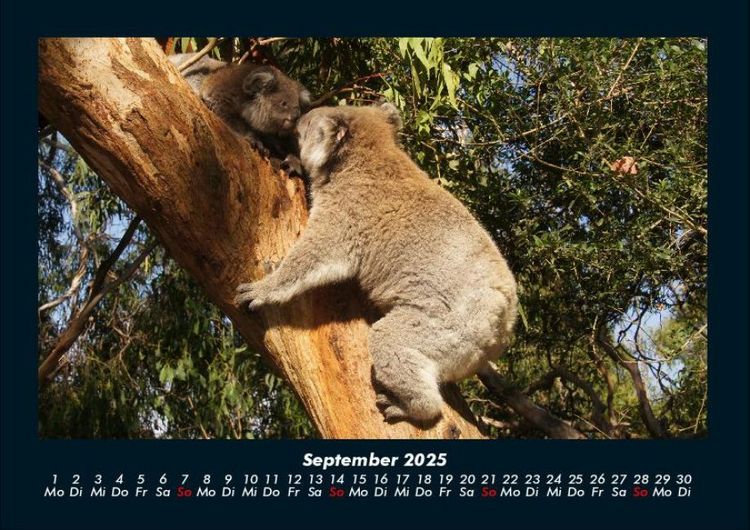 Produktbild: Koala 2025 Fotokalender DIN A4