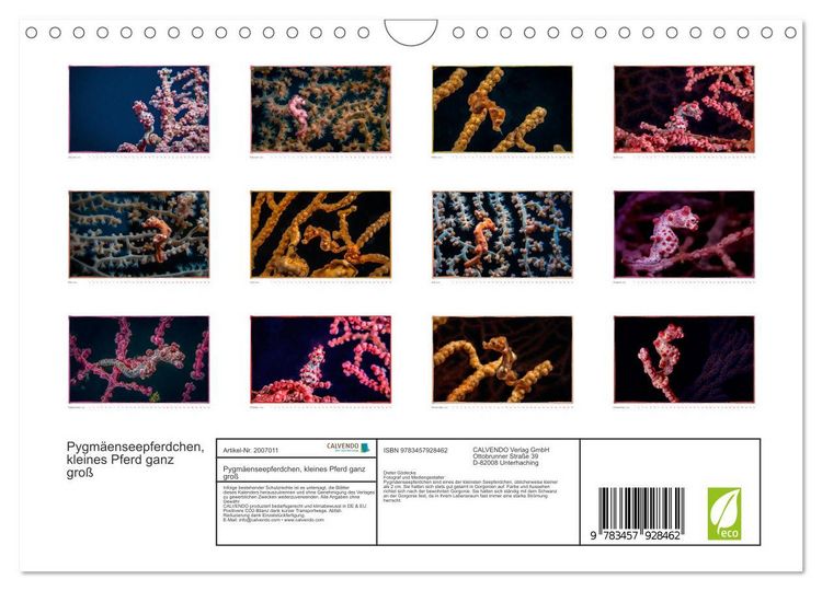 Produktbild: Pygm&auml;enseepferdchen, kleines Pferd ganz gro&szlig; (Wandkalender 2026 DIN A4 quer), CALVENDO Monatskalender