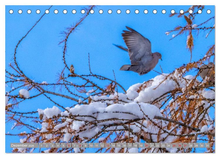 Produktbild: Wir sind die fliegenden Stars (Tischkalender 2026 DIN A5 quer), CALVENDO Monatskalender