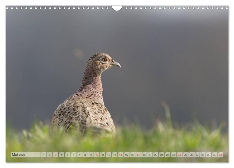 Produktbild: Emotionale Momente: Die Balz der Fasane / CH-Version (Wandkalender 2026 DIN A3 quer), CALVENDO Monatskalender