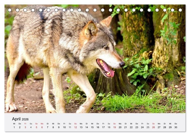 Produktbild: W&ouml;lfe. Ein Herz f&uuml;r Isegrim! (Tischkalender 2026 DIN A5 quer), CALVENDO Monatskalender