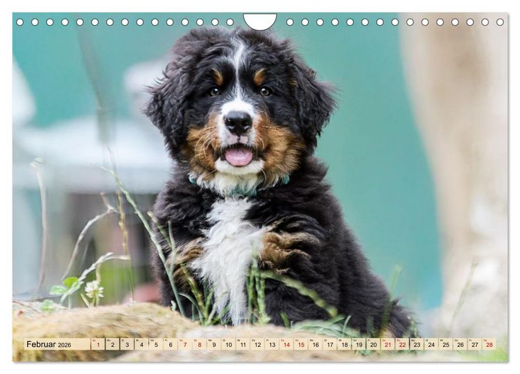 Produktbild: Berner Sennenhunde - Mit jedem Blick ein St&uuml;ck Geborgenheit (Wandkalender 2026 DIN A4 quer), CALVENDO Monatskalender