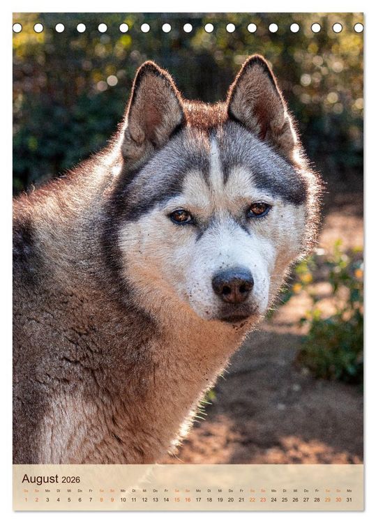 Produktbild: Im Husky-Rudel (Tischkalender 2026 DIN A5 hoch), CALVENDO Monatskalender