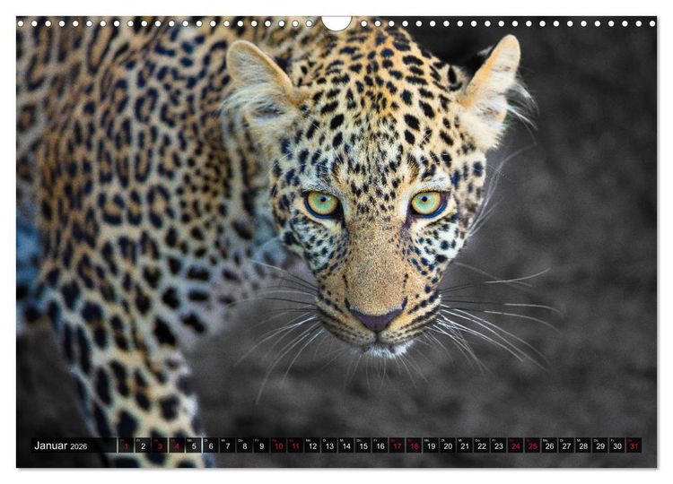 Produktbild: Safari Afrika (Wandkalender 2026 DIN A3 quer), CALVENDO Monatskalender