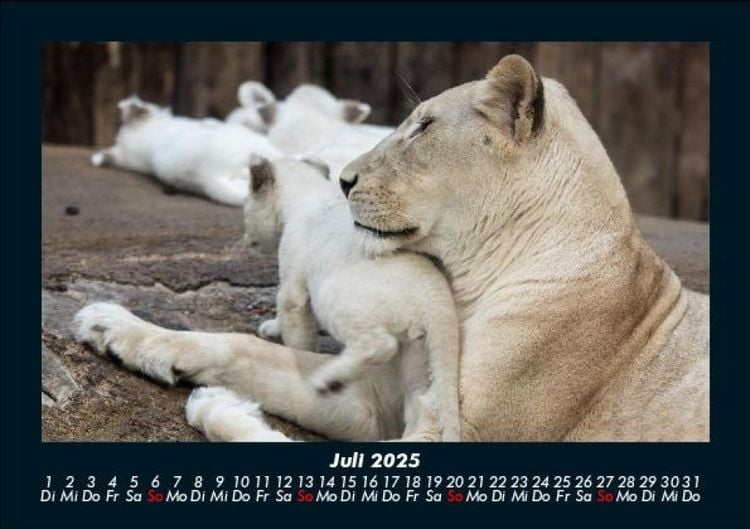 Produktbild: Welt der Tiere 2025 Fotokalender DIN A5