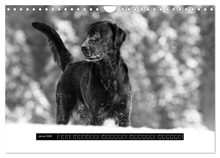 Produktbild: Flatcoated Retriever Black Edition (Wandkalender 2026 DIN A4 quer), CALVENDO Monatskalender