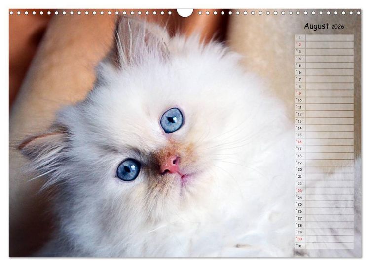 Produktbild: Katzen im Portr&auml;t / Geburtstagskalender (Wandkalender 2026 DIN A3 quer), CALVENDO Monatskalender