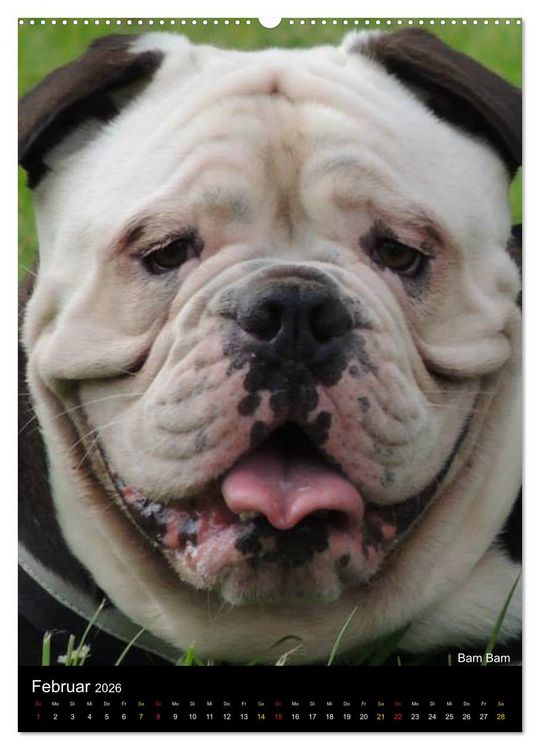 Produktbild: Bulldoggen-Gesichter (hochwertiger Premium Wandkalender 2026 DIN A2 hoch), Kunstdruck in Hochglanz