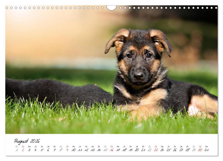 Produktbild: Junge Deutsche Sch&auml;ferhunde (Wandkalender 2026 DIN A3 quer), CALVENDO Monatskalender