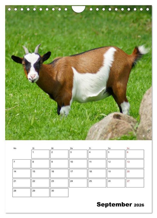 Produktbild: Ziegen Terminplaner (Wandkalender 2026 DIN A4 hoch), CALVENDO Monatskalender