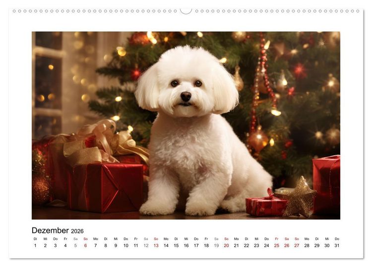 Produktbild: Bichon fris&eacute;, wei&szlig;e H&uuml;ndchen mit lockigem Haar (Wandkalender 2026 DIN A2 quer), CALVENDO Monatskalender