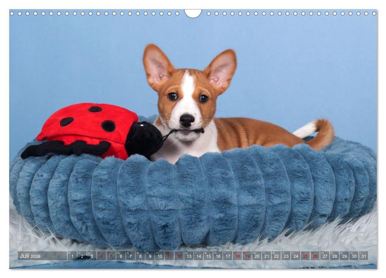 Produktbild: Basenji-Sch&ouml;nheiten (Wandkalender 2026 DIN A3 quer), CALVENDO Monatskalender