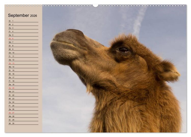 Produktbild: Kamele in der W&uuml;stensonne (hochwertiger Premium Wandkalender 2026 DIN A2 quer), Kunstdruck in Hochglanz