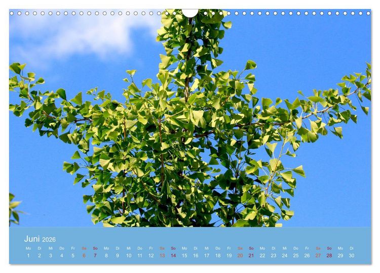 Produktbild: Geliebter Ginkgo (Wandkalender 2026 DIN A3 quer), CALVENDO Monatskalender