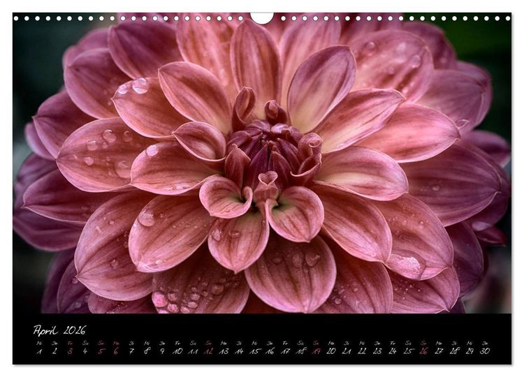 Produktbild: Floral Portraits - Blumen Impression (Wandkalender 2026 DIN A3 quer), CALVENDO Monatskalender