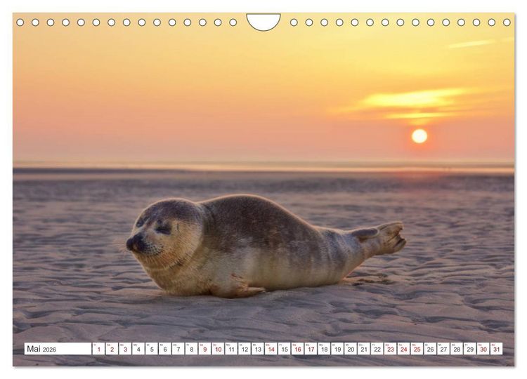 Produktbild: ST. PETER ORDING Strand und Meer (Wandkalender 2026 DIN A4 quer), CALVENDO Monatskalender