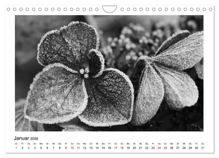 Produktbild: Die grafische Sch&ouml;nheit der Pflanzen &ndash; Schwarz-Wei&szlig; (Wandkalender 2026 DIN A4 quer), CALVENDO Monatskalender