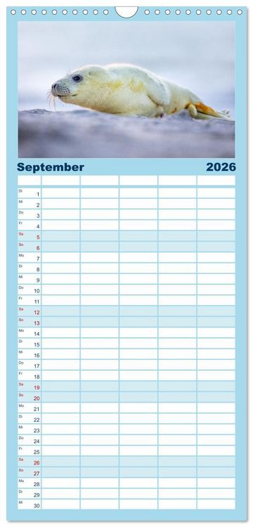 Produktbild: Familienplaner 2026 - Junge Kegelrobben mit 5 Spalten (Wandkalender, 21 x 45 cm) CALVENDO