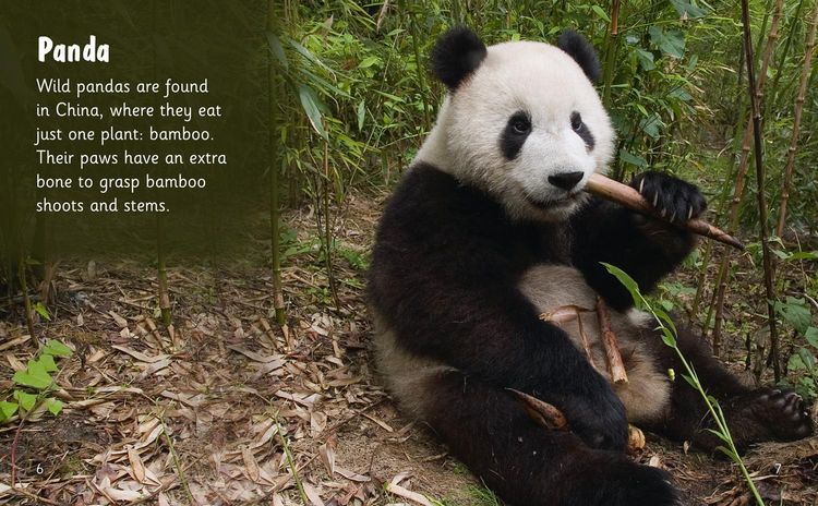 Produktbild: Bear Spotting