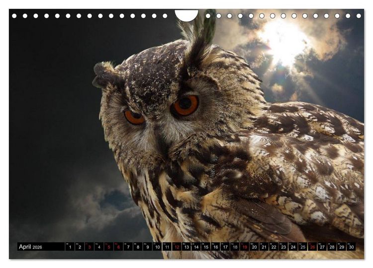 Produktbild: Eulen. Mystische Sch&ouml;nheiten (Wandkalender 2026 DIN A4 quer), CALVENDO Monatskalender