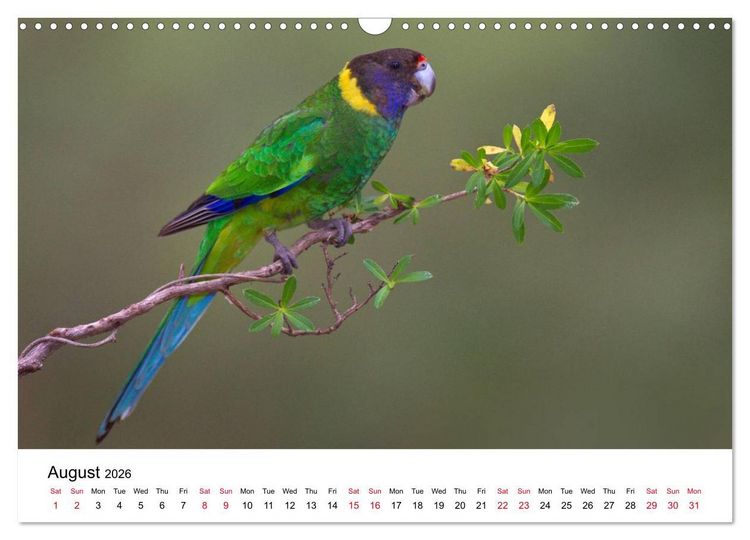 Produktbild: Australian Parrots (Wall Calendar 2026 DIN A3 landscape), CALVENDO 12 Month Wall Calendar