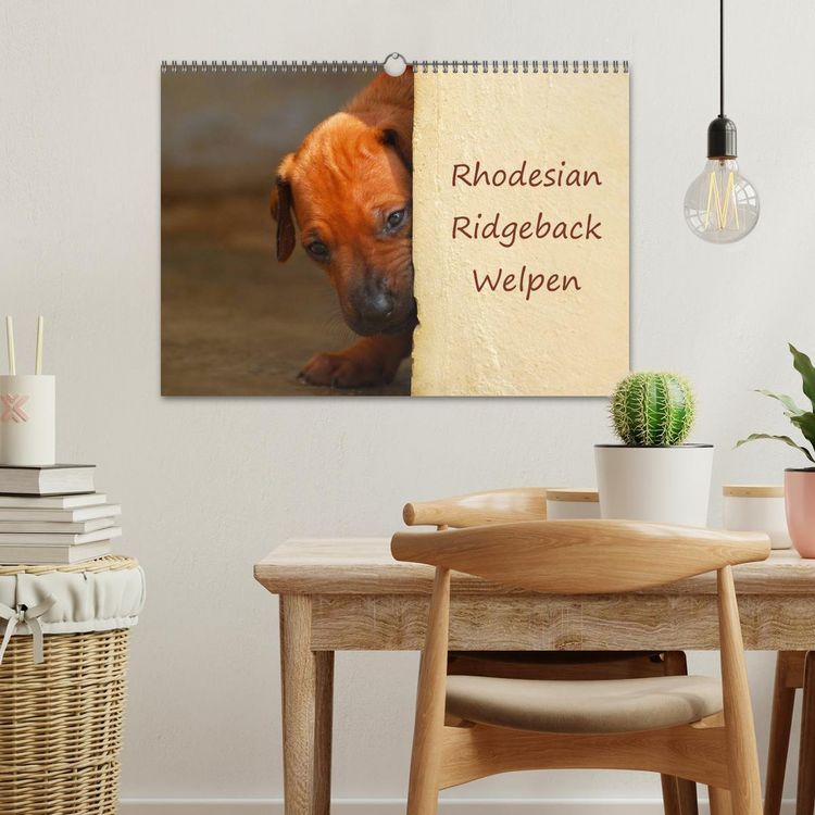 Produktbild: Rhodesian Ridgeback Welpen (Wandkalender 2026 DIN A3 quer), CALVENDO Monatskalender