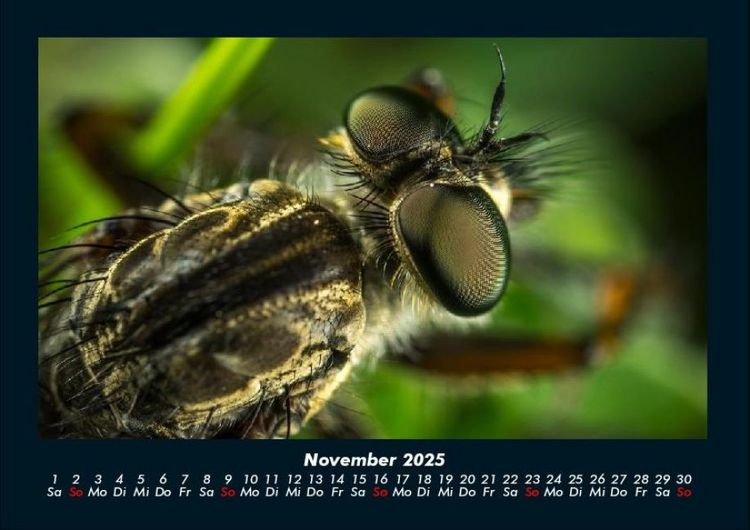 Produktbild: Tierkalender 2025 Fotokalender DIN A4