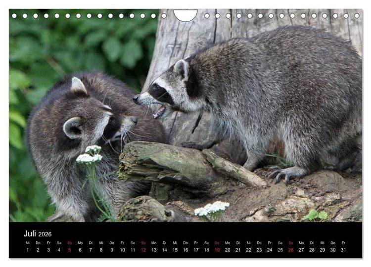 Produktbild: Waschb&auml;ren (Wandkalender 2026 DIN A4 quer), CALVENDO Monatskalender