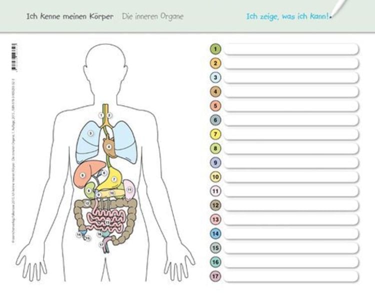 Ich kenne meinen Körper - Die inneren Organe