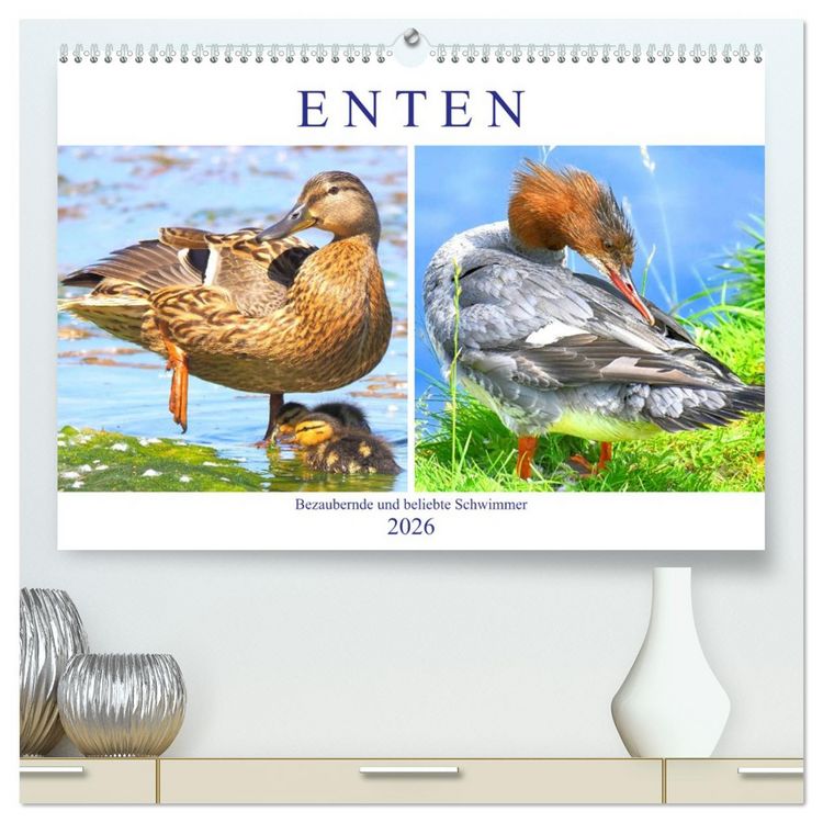 Produktbild: Enten. Bezaubernde und beliebte Schwimmer (hochwertiger Premium Wandkalender 2026 DIN A2 quer), Kunstdruck in Hochglanz