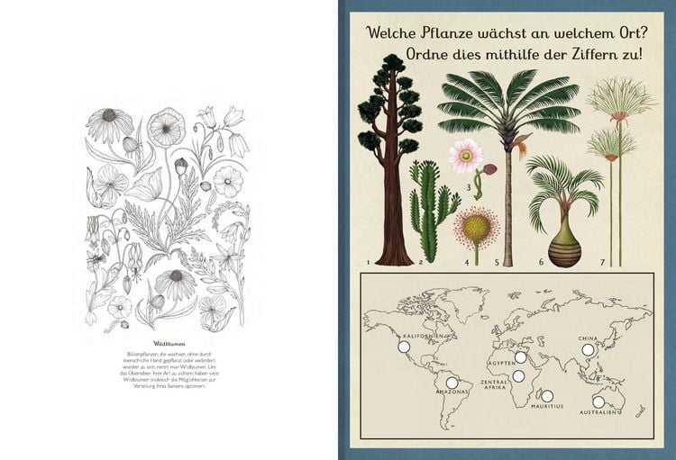 Produktbild: Das Museum der Pflanzen. Mein Mitmachbuch