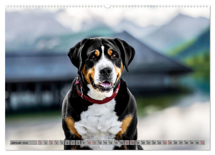 Produktbild: Gro&szlig;e Schweizer - Gigantische Sennenhunde (hochwertiger Premium Wandkalender 2026 DIN A2 quer), Kunstdruck in Hochglanz