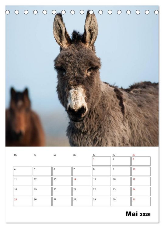 Produktbild: S&uuml;&szlig;e Esel. Langohren zum Verlieben (Tischkalender 2026 DIN A5 hoch), CALVENDO Monatskalender