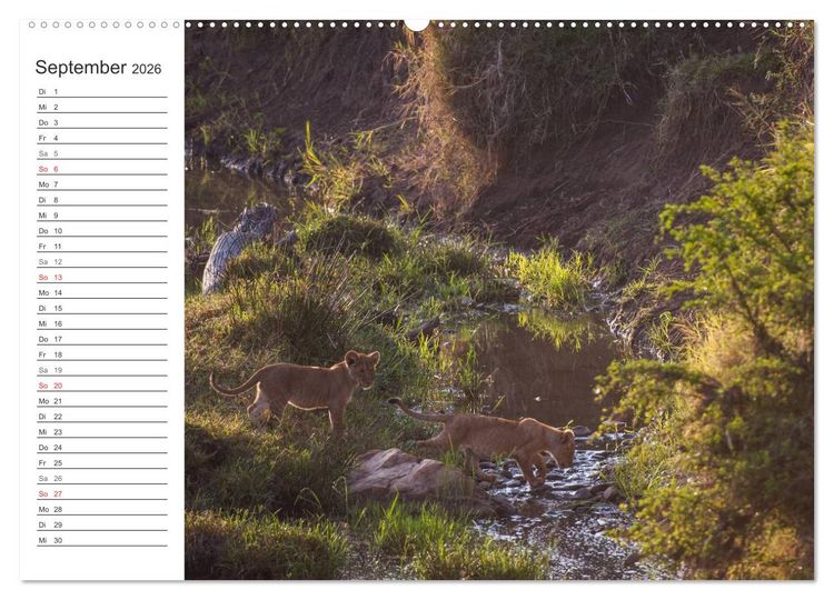 Produktbild: Emotionale Momente: L&ouml;wenbabys - so s&uuml;&szlig;. (Wandkalender 2026 DIN A2 quer), CALVENDO Monatskalender