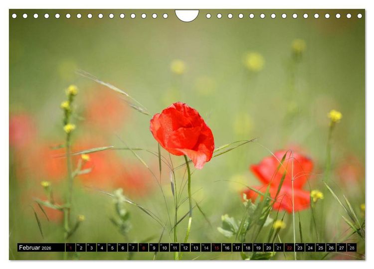 Produktbild: Mohnblumen (Wandkalender 2026 DIN A4 quer), CALVENDO Monatskalender